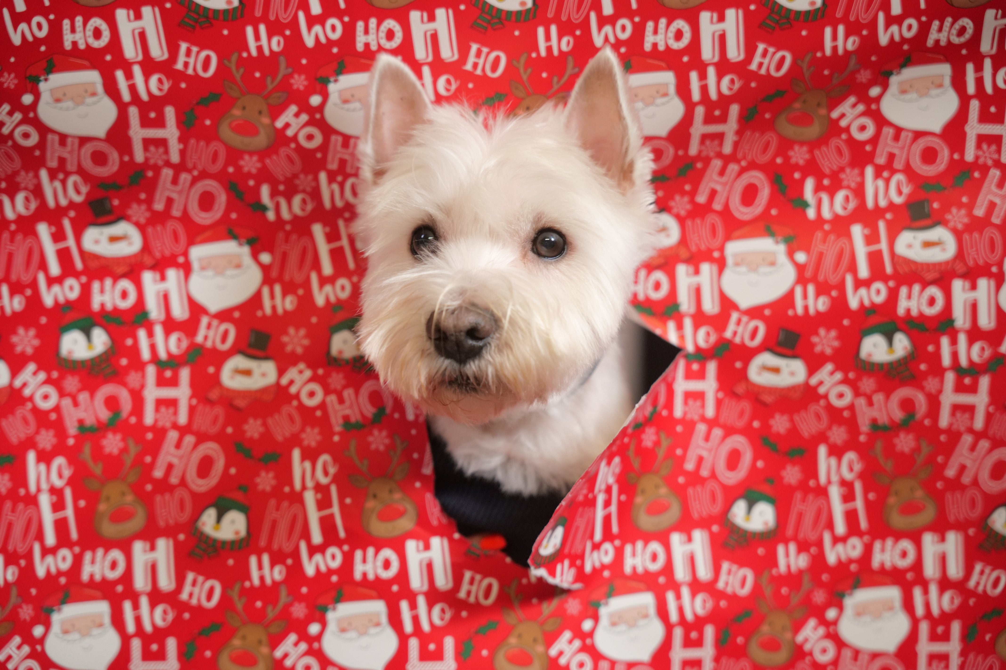 Świąteczna Pułapka dla Psa: Dlaczego „Mały Kawałek” może skończyć się wizytą u Weterynarza?