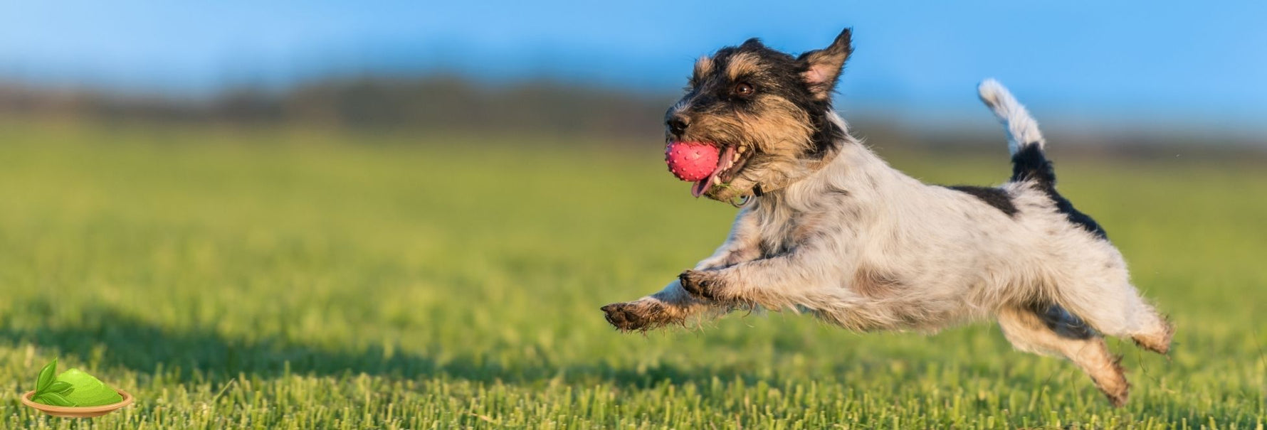Naturalne składniki wspierające stawy psa