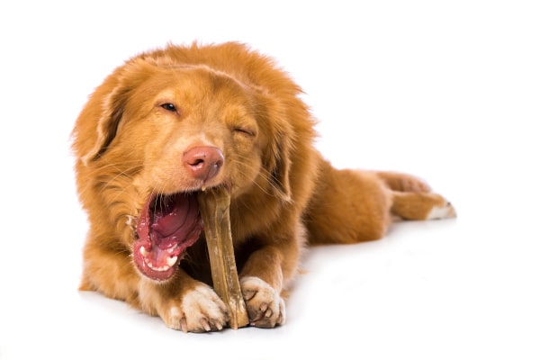 Gryzienie i żucie - Podstawowe potrzeby psa