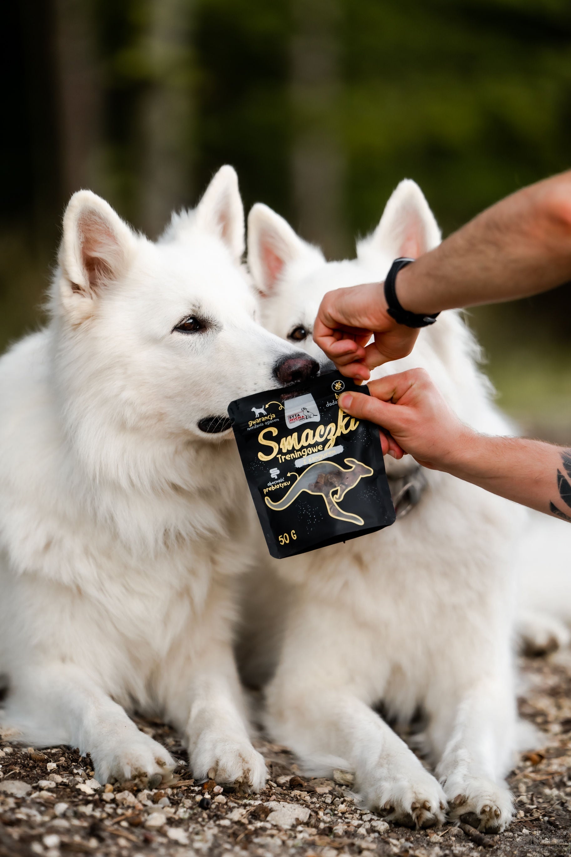 Kangur, koń, struś czy koza? Jak dobrać białko w smaczkach treningowych przy alergiach