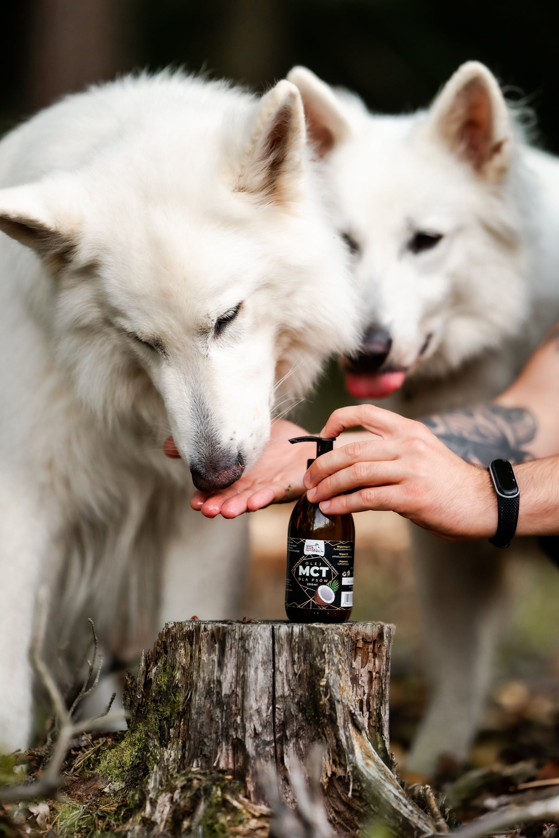 Dla psów, które potrzebują więcej – wsparcie dla seniorów i aktywnych czworonogów